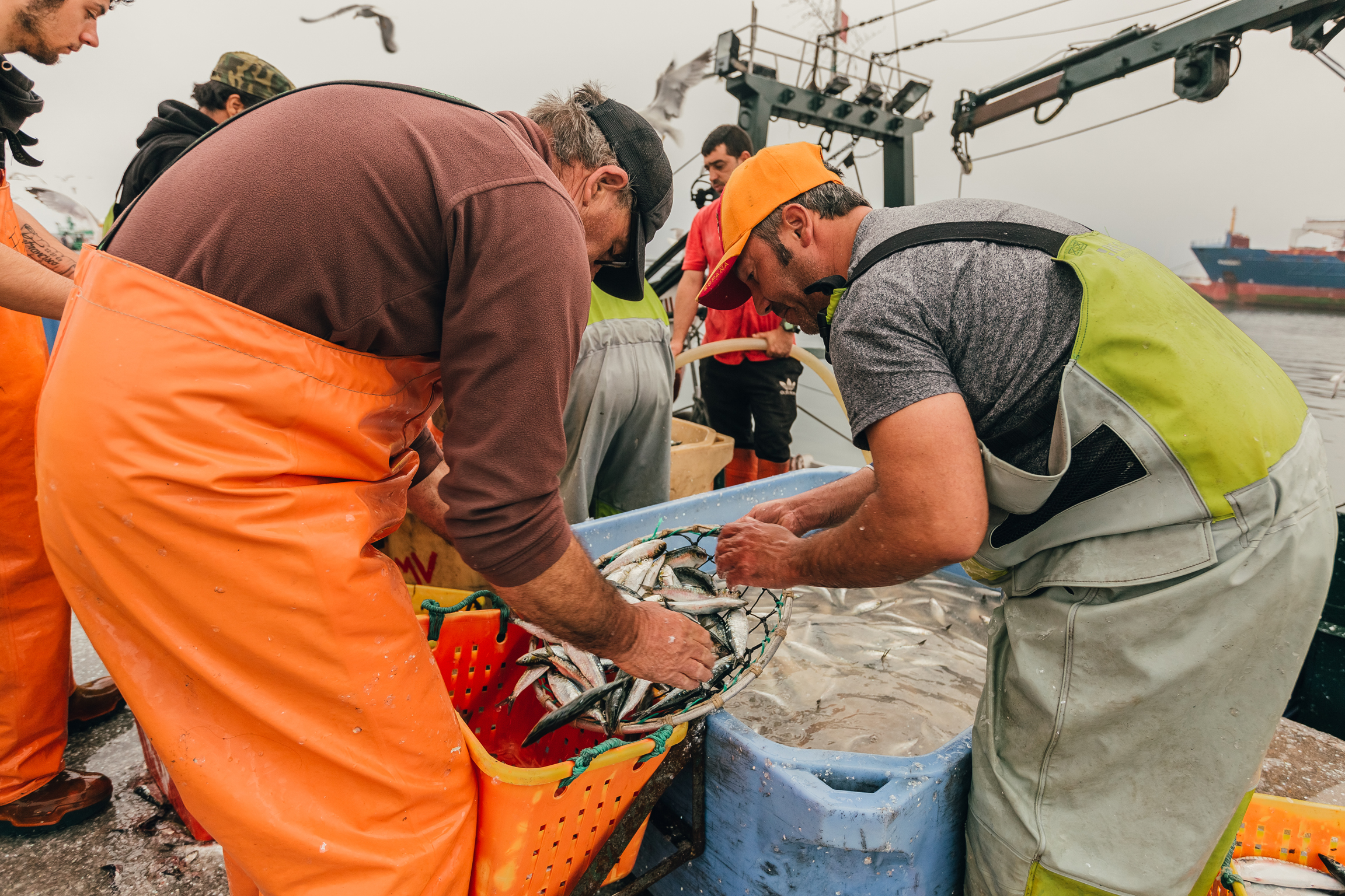 Pescadores na lota de matosinhos a manusear sardinhas frescas em cestos durante a época de pesca